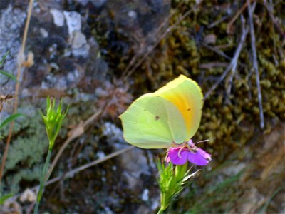 Dianthus carthusianorum subsp. carthusianorum, Sierra Madrona, Spain