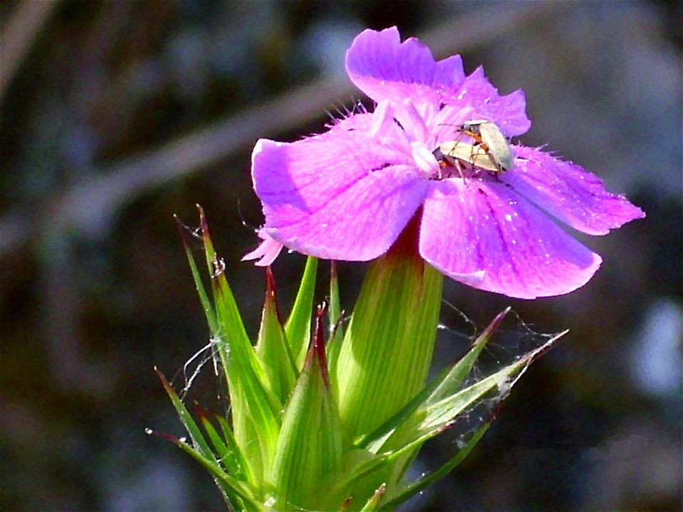 Dianthus carthusianorum subsp. carthusianorum, flower close up, Sierra Madrona, Spain