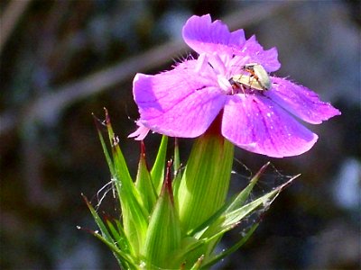 Dianthus carthusianorum subsp. carthusianorum, flower close up, Sierra Madrona, Spain
