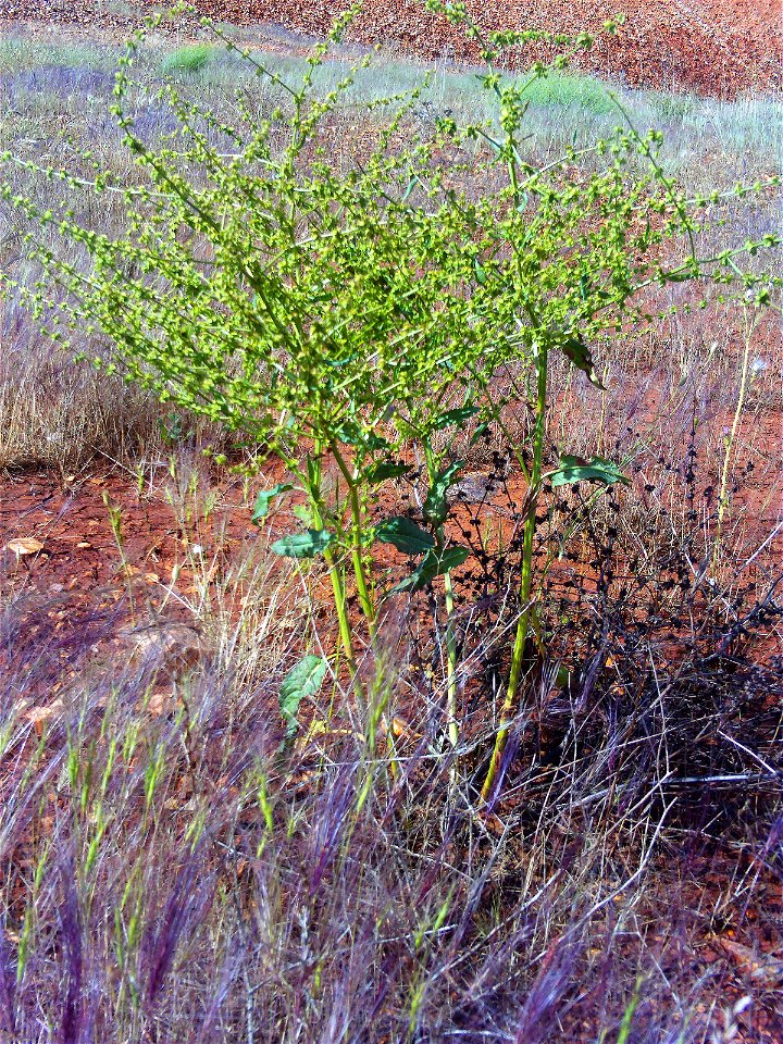 Rumex pulcher habit Campo de Calatrava, Spain
