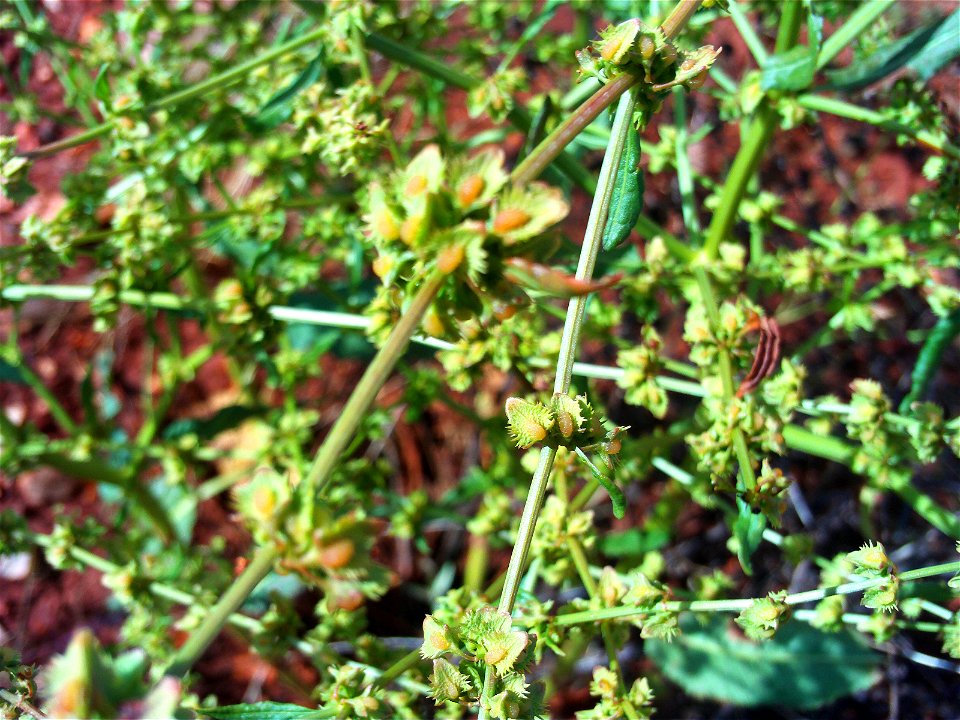 Rumex pulcher seeds Campo de Calatrava, Spain