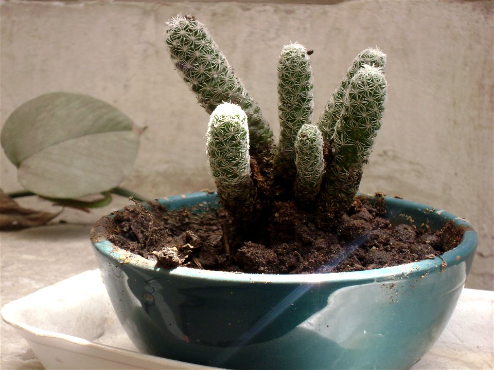 Mammillaria vetula ssp. gracilis