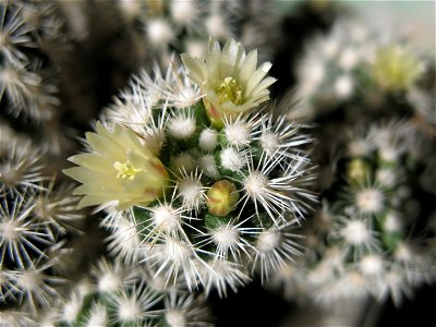 Flowers of Mammillaria gracilis.