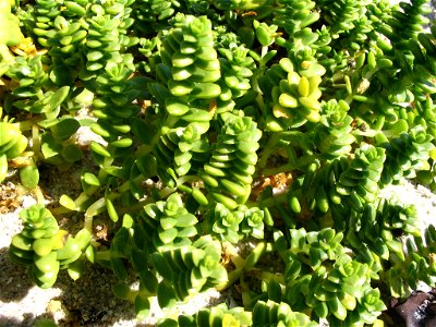 Honckenya peploides , Sea Sandwort