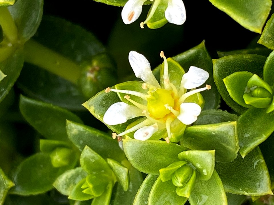 Sea Sandwort (Honckenya peploides)
