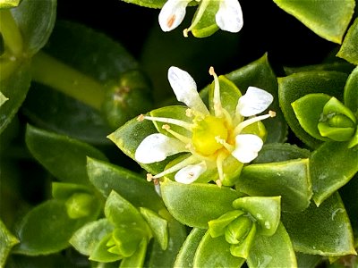 Sea Sandwort (Honckenya peploides)