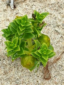 Sea Sandwort (Honckenya peploides)