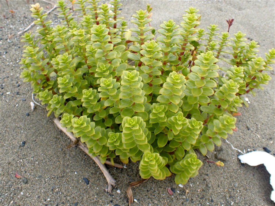 Sea Sandwort (Honckenya peploides)