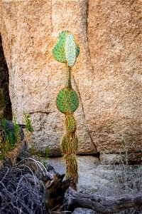 NPS / Emily Hassell

Alt text: A prickly pear cactus (opuntia chlorotica) grows vertically.