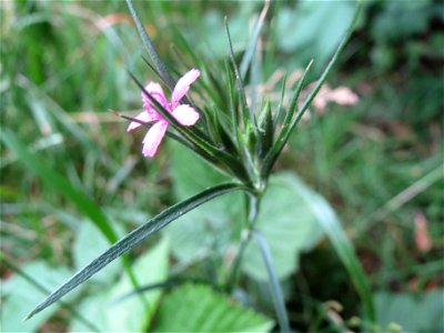 Raue Nelke (Dianthus armeria) am Staden in Saarbrücken