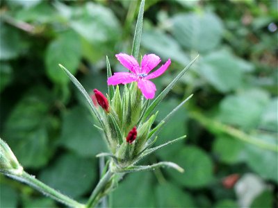 Raue Nelke (Dianthus armeria) am Staden in Saarbrücken