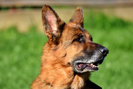 Old german shepherd dog guard dog animal portrait photo