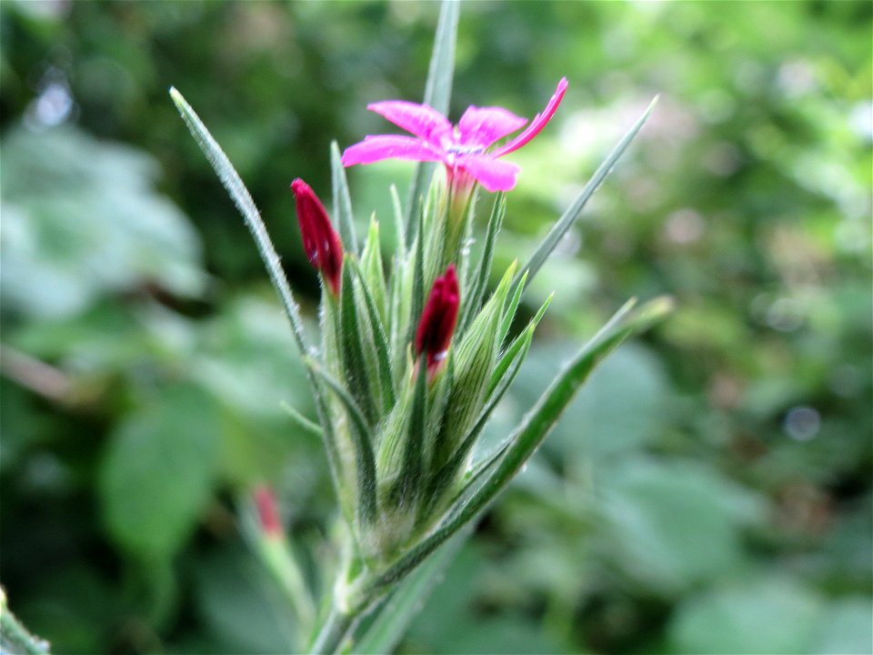 Raue Nelke (Dianthus armeria) am Staden in Saarbrücken