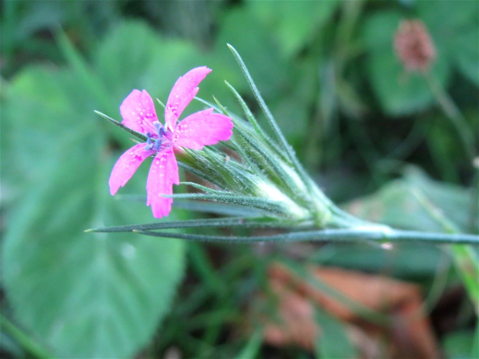 Raue Nelke (Dianthus armeria) am Staden in Saarbrücken