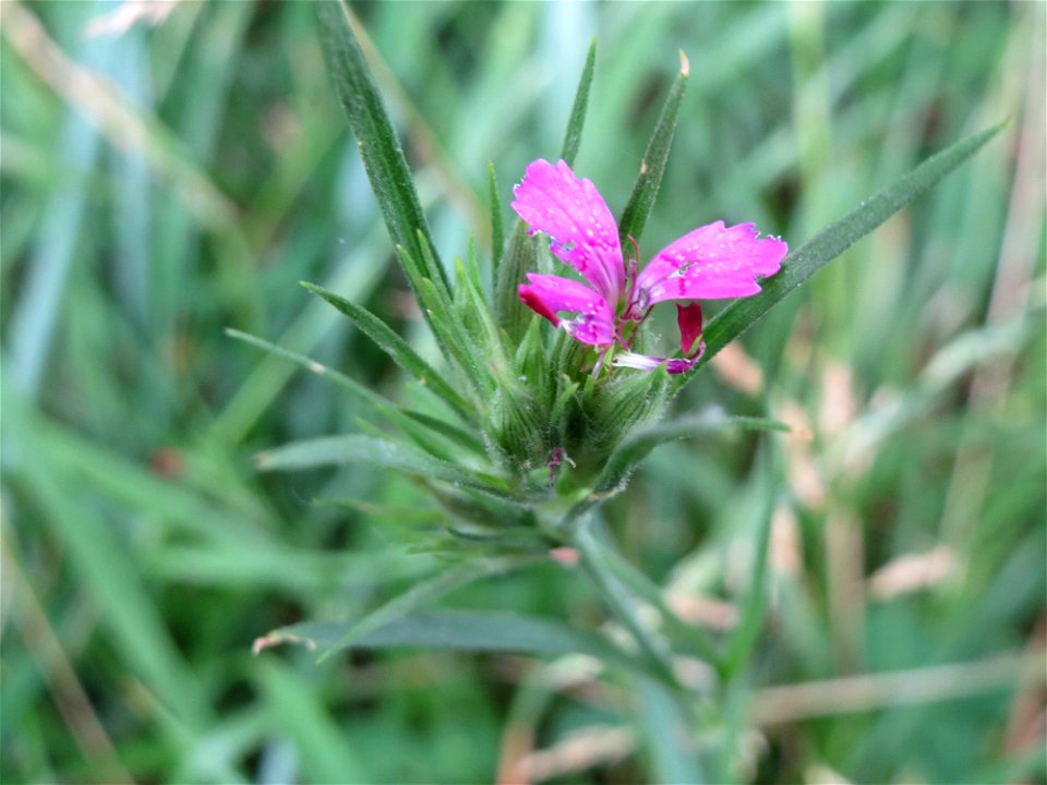 Raue Nelke (Dianthus armeria) am Staden in Saarbrücken