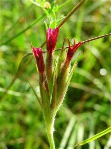 Raue Nelke (Dianthus armeria) bei Nußloch photo