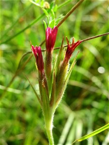 Raue Nelke (Dianthus armeria) bei Nußloch