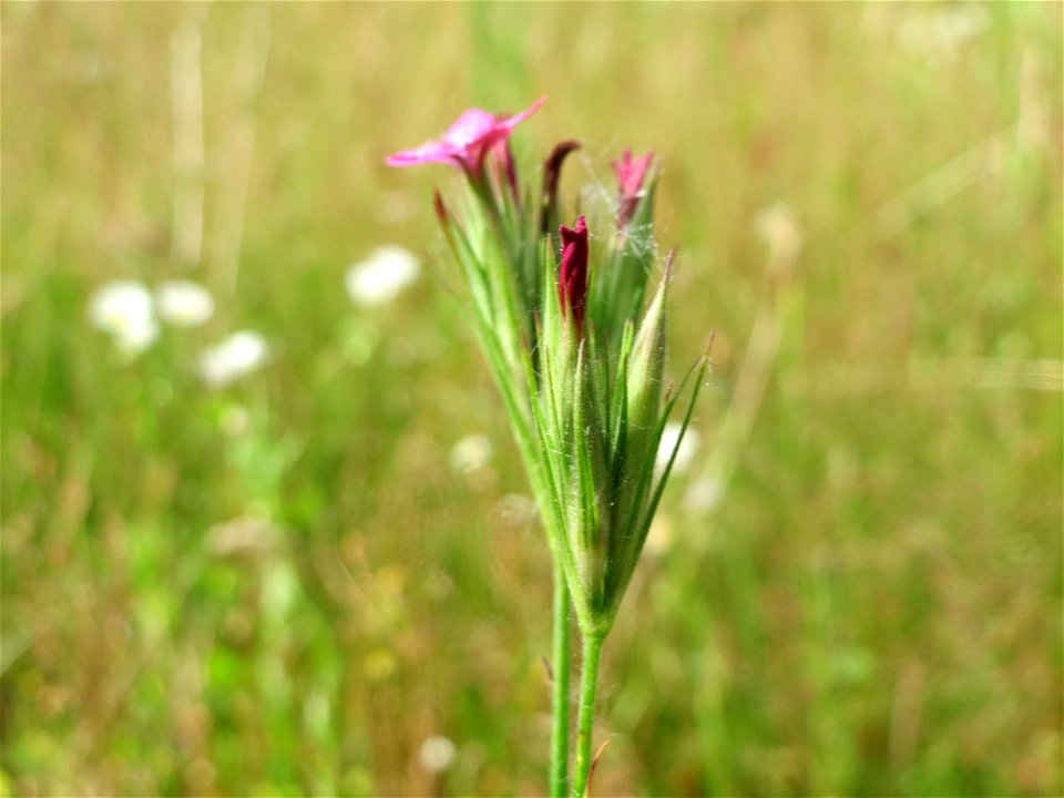 Raue Nelke (Dianthus armeria) am Osthafen Saarbrücken