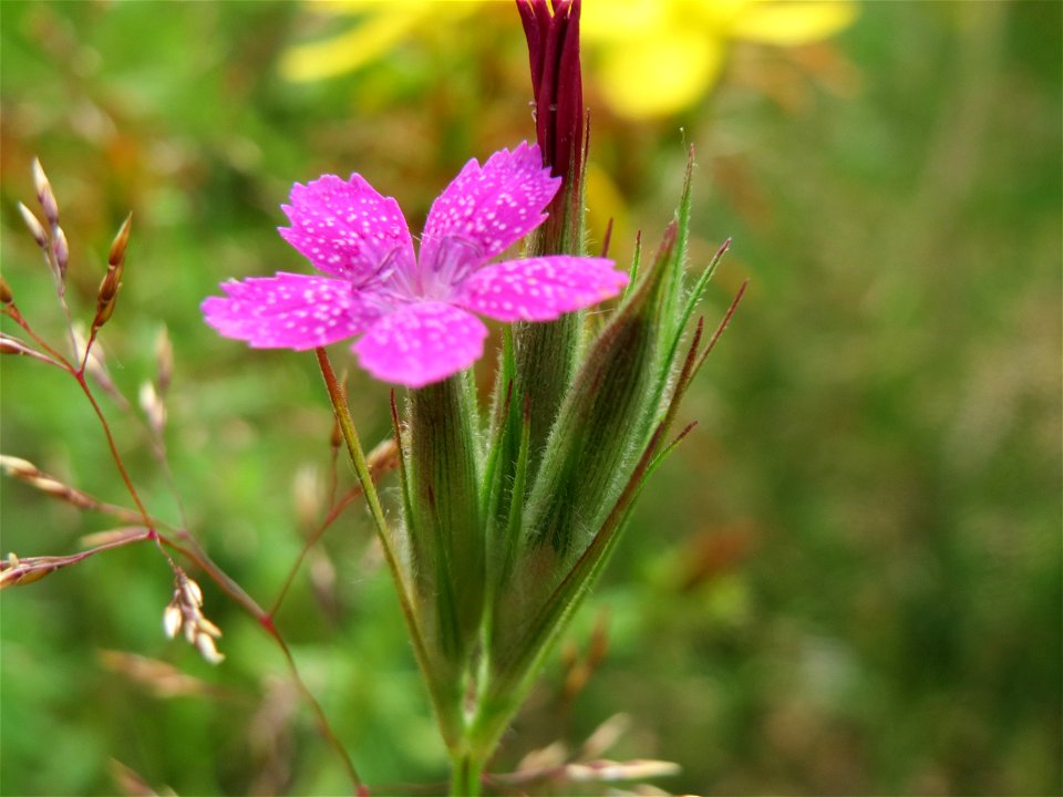 Raue Nelke (Dianthus armeria) am Osthafen Saarbrücken