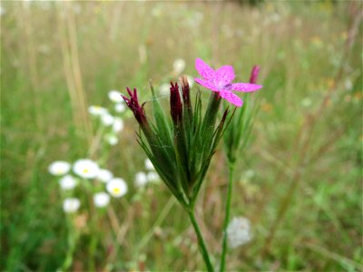 Raue Nelke (Dianthus armeria) am Osthafen Saarbrücken