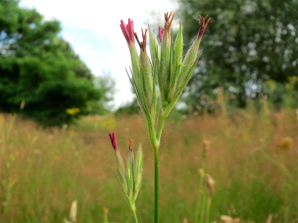 Raue Nelke (Dianthus armeria) am Osthafen Saarbrücken
