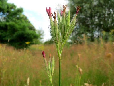 Raue Nelke (Dianthus armeria) am Osthafen Saarbrücken
