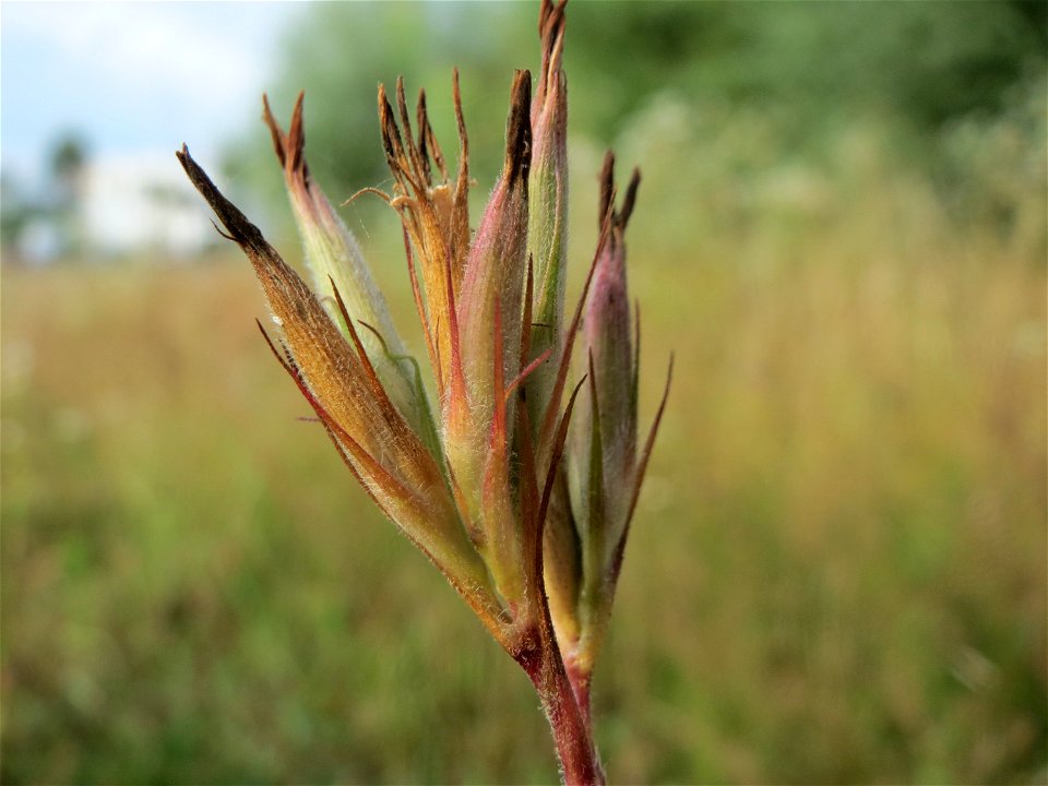 Raue Nelke (Dianthus armeria) am Osthafen Saarbrücken