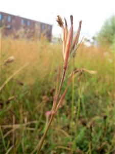 Raue Nelke (Dianthus armeria) am Osthafen Saarbrücken