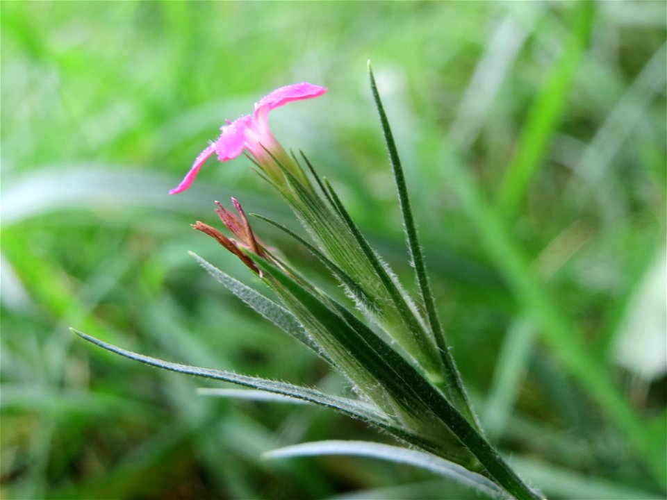 Raue Nelke (Dianthus armeria) am Staden in Saarbrücken