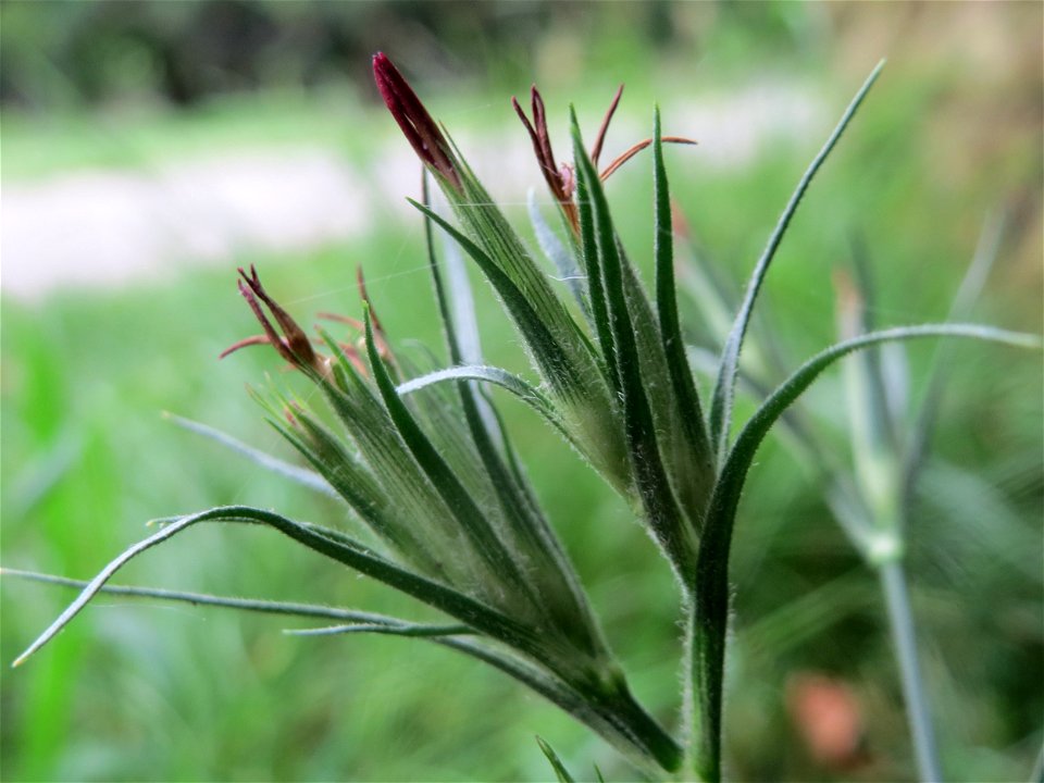 Raue Nelke (Dianthus armeria) am Staden in Saarbrücken