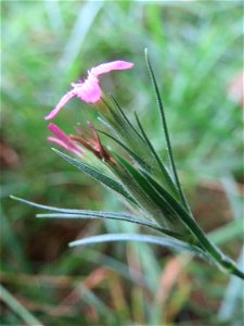 Raue Nelke (Dianthus armeria) am Staden in Saarbrücken