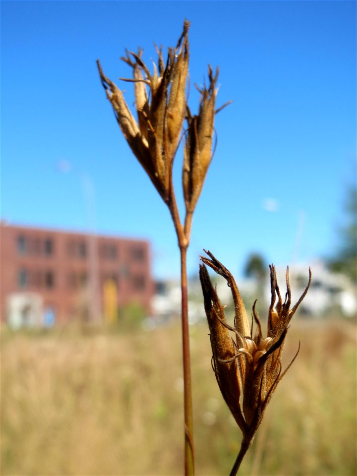 Verblühte Raue Nelke (Dianthus armeria) am Osthafen Saarbrücken