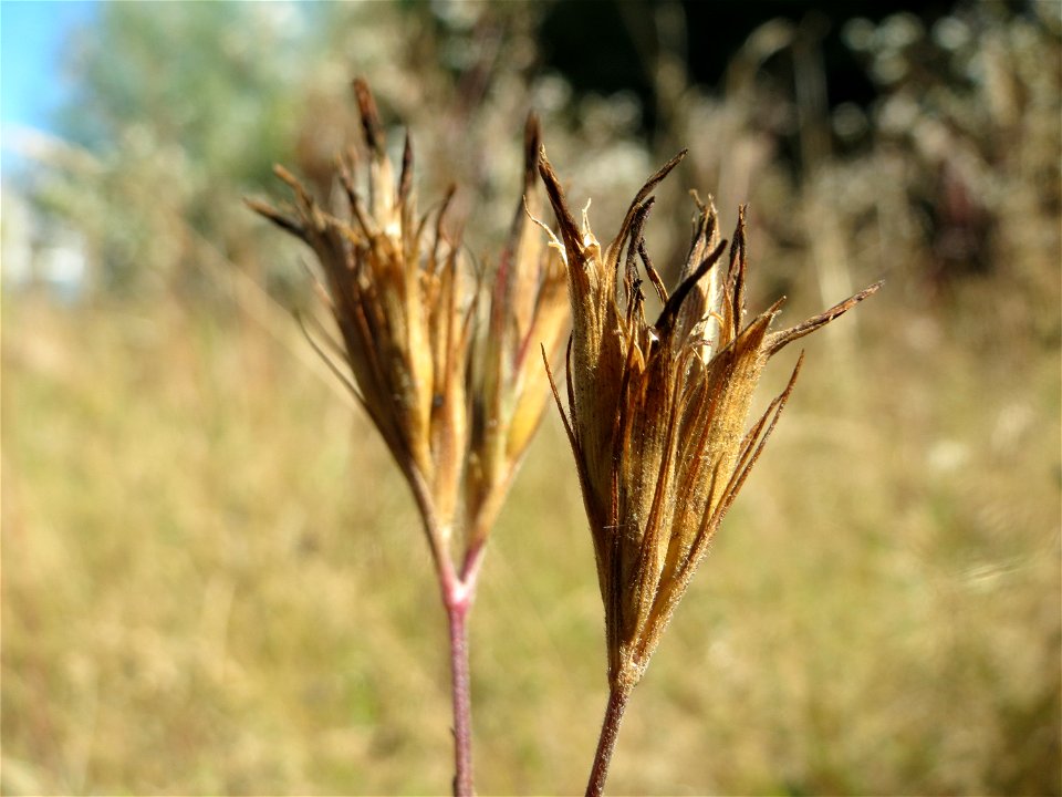 Verblühte Raue Nelke (Dianthus armeria) am Osthafen Saarbrücken