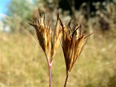 Verblühte Raue Nelke (Dianthus armeria) am Osthafen Saarbrücken
