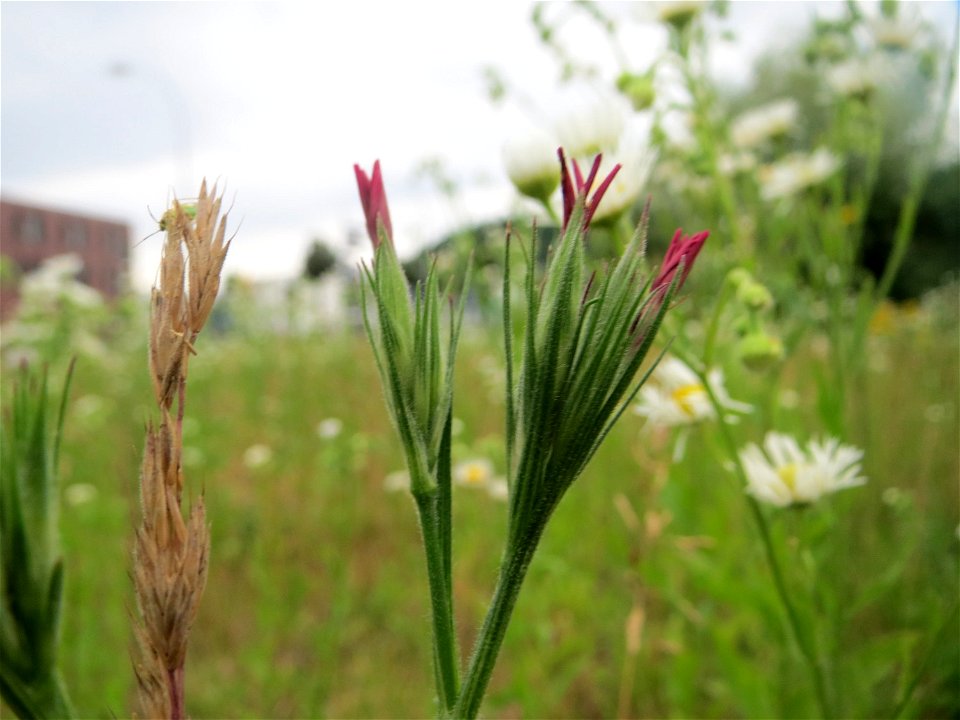 Raue Nelke (Dianthus armeria) in Saarbrücken