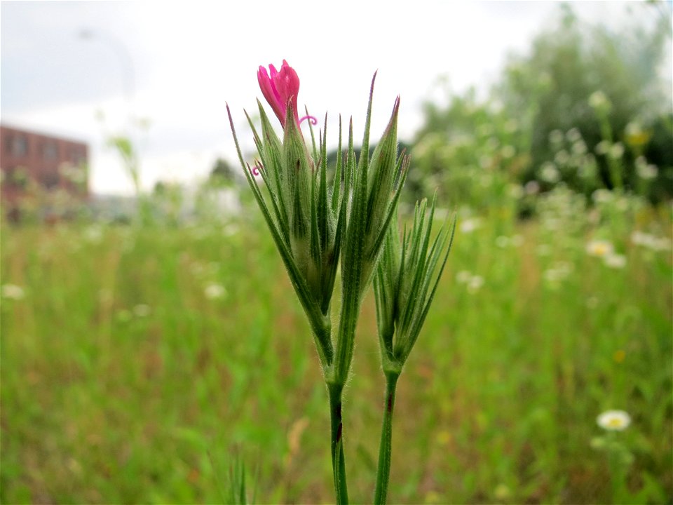 Raue Nelke (Dianthus armeria) in Saarbrücken