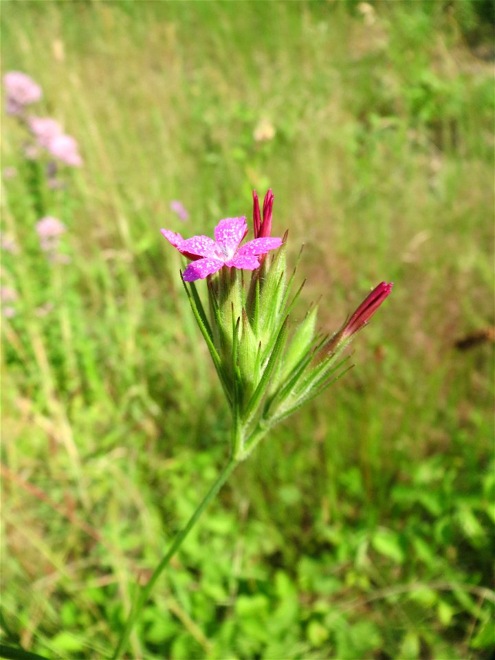 Raue Nelke (Dianthus armeria) am Osthafen in Saarbrücken