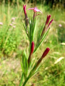 Raue Nelke (Dianthus armeria) am Osthafen in Saarbrücken