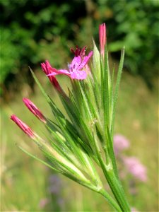Raue Nelke (Dianthus armeria) am Osthafen in Saarbrücken