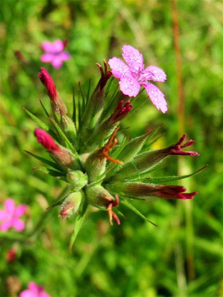 Raue Nelke (Dianthus armeria) am Osthafen in Saarbrücken