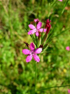 Raue Nelke (Dianthus armeria) am Osthafen in Saarbrücken
