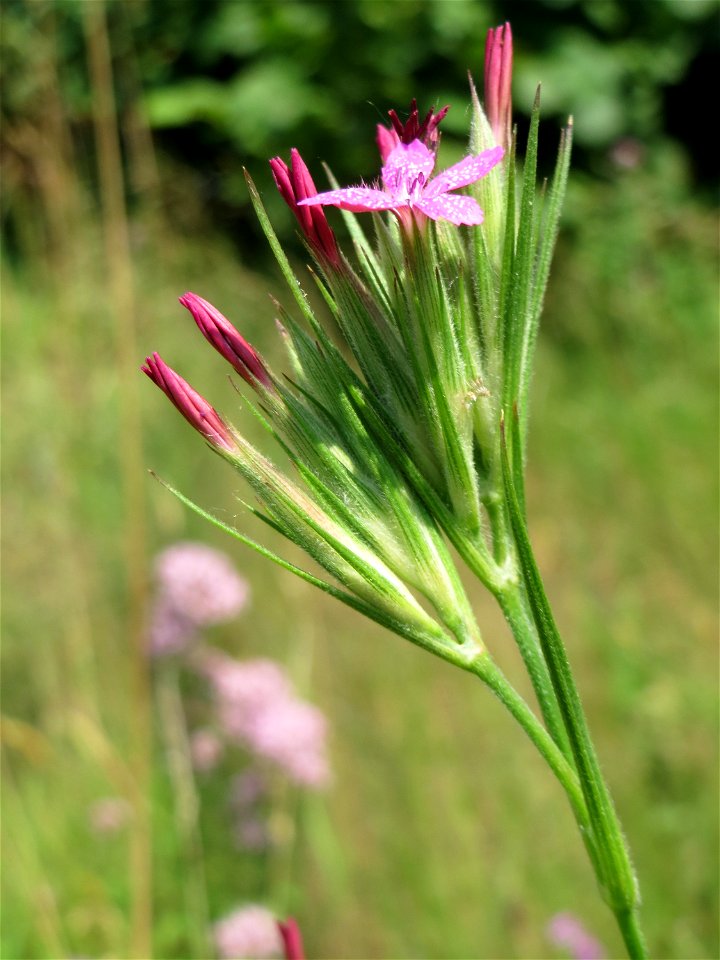 Raue Nelke (Dianthus armeria) am Osthafen in Saarbrücken