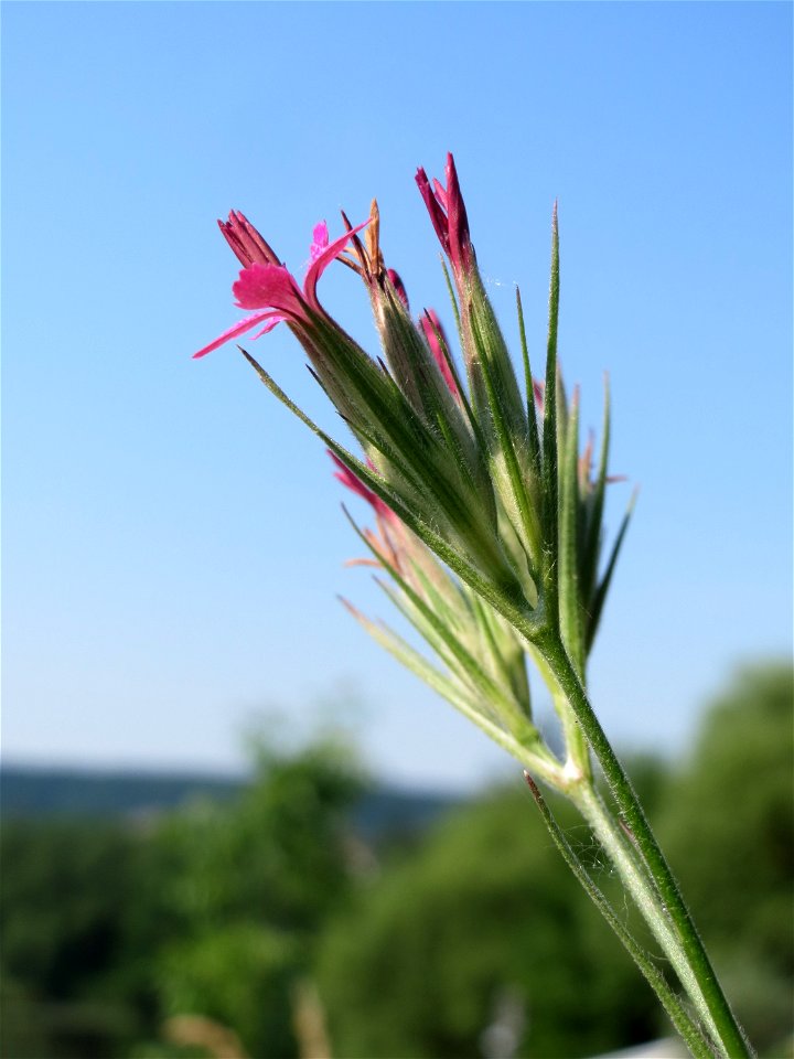 Raue Nelke (Dianthus armeria) am Osthafen in Saarbrücken