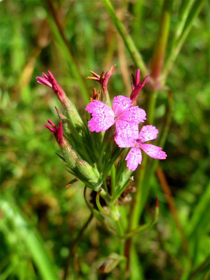 Raue Nelke (Dianthus armeria) am Osthafen in Saarbrücken