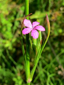 Raue Nelke (Dianthus armeria) am Osthafen in Saarbrücken
