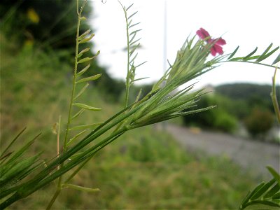 Raue Nelke (Dianthus armeria) am Osthafen in Saarbrücken
