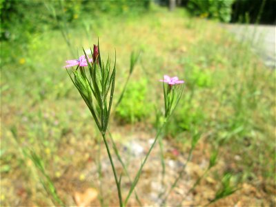 Raue Nelke (Dianthus armeria) in Saarbrücken