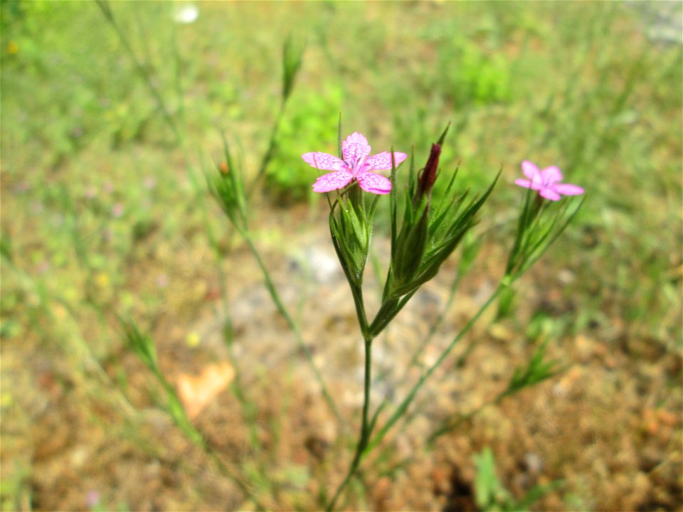 Raue Nelke (Dianthus armeria) in Saarbrücken