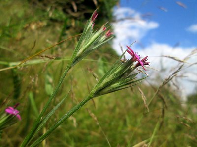 Raue Nelke (Dianthus armeria) am Osthafen in Saarbrücken