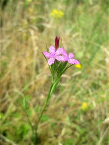 Raue Nelke (Dianthus armeria) am Osthafen in Saarbrücken
